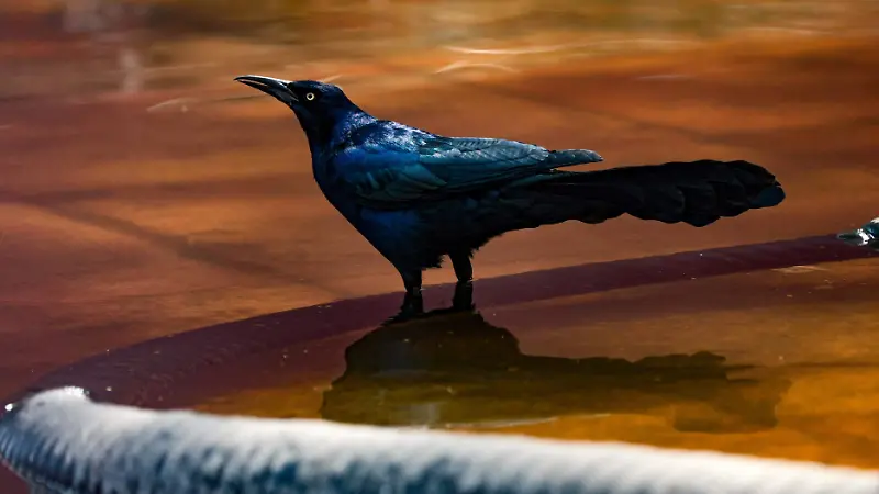 AVES 